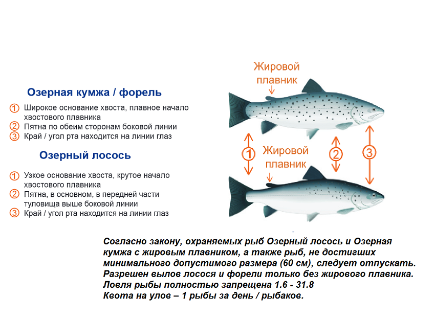 Коттедж для рыбалки на озере Саймаа